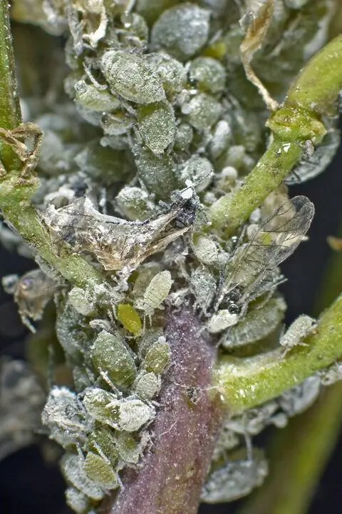 Мучнистая капустная тля