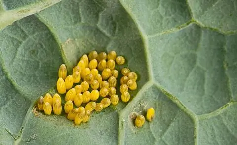 Яйца капустной белокочанной бабочки