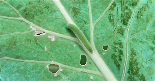 Капуста: самые распространенные вредители