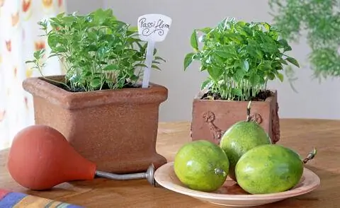 Саженцы Гренадиллы