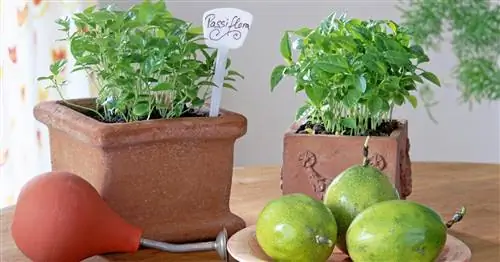 Умножение страстоцветов: Многие пути ведут к успеху