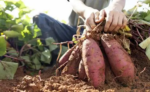 Урожай сладкого картофеля