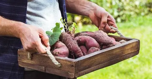 Советы по сбору сладкого картофеля