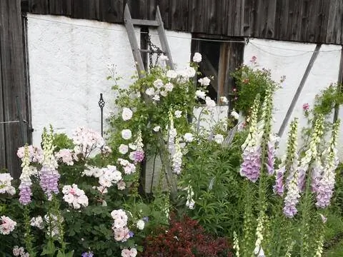 Идеи украшения садовой лестницы в качестве вспомогательного средства для лазания роз