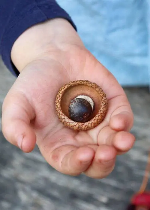 Ореховая скорлупа и желудь для осенних животных