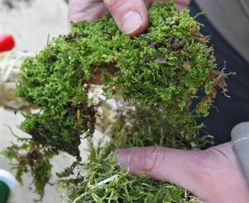 Прикрепите мох к соломенному венку