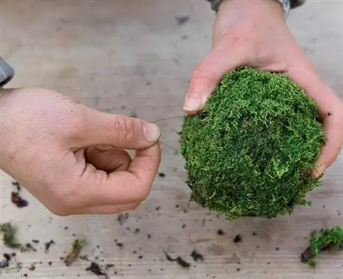 Сделать моховые шарики самостоятельно - полностью обмотать заготовку мхом