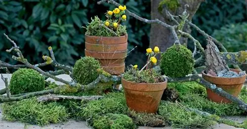 Сделайте шарики из мха сами