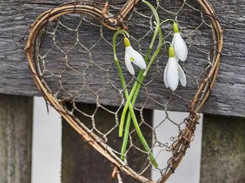 Сердце, сплетенное из веточек с подснежниками