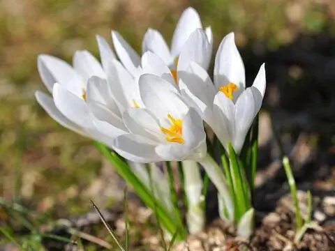 Белый цветущий садовый крокус
