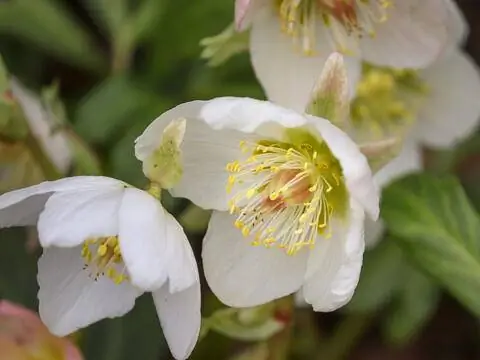 рождественские розы
