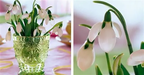 Сделать плагин-помощник для букета подснежников