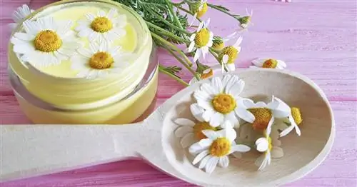 Приготовьте ромашковый крем для рук самостоятельно