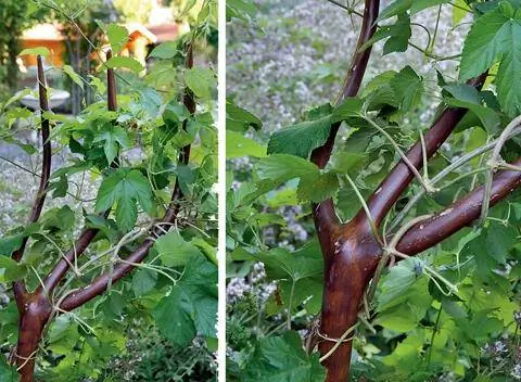 Подставка из деревянных вилок для хмеля