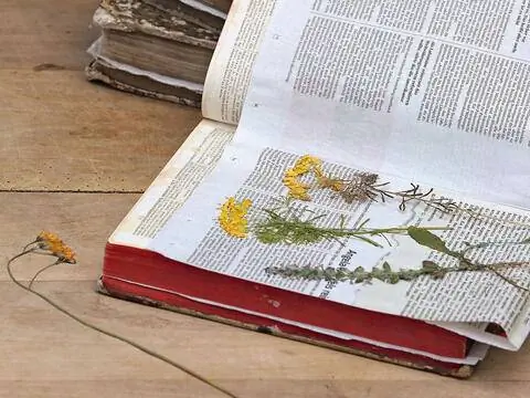 Пресс цветы в книге