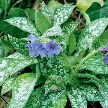 Медуница (Pulmonaria officinalis)