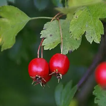 Боярышник (Crataegus laevigata)