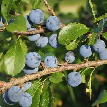 Терн (Prunus spinosa)