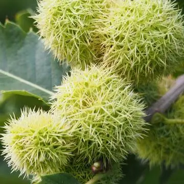 Каштан (Castanea sativa)