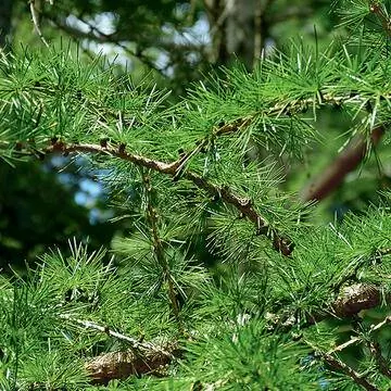 Лиственница (Larix)