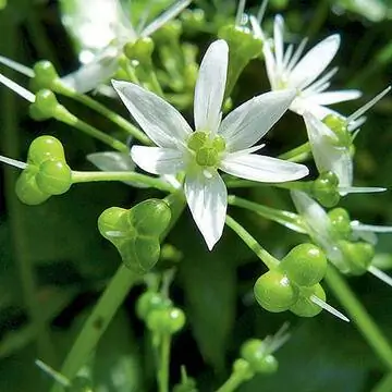 дикий чеснок