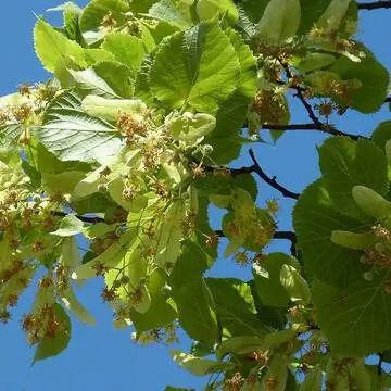 Цветы липы