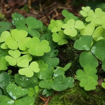 Щавель лесной (Oxalis acetosella)