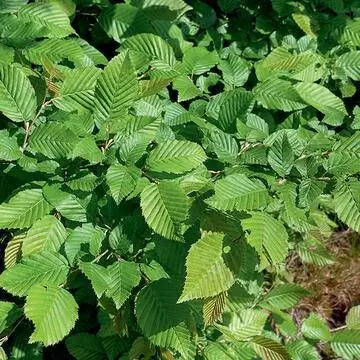 Листья бука (Fagus sylvatica)
