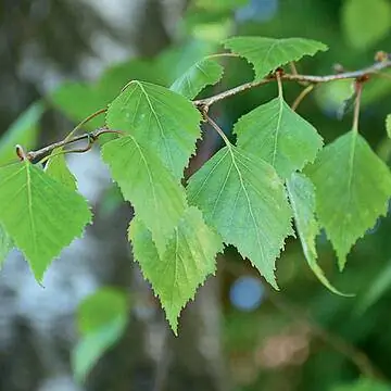Листья березы повислой (Betula pendula)