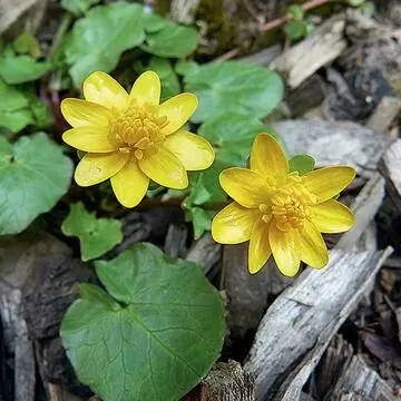 Чистотел малый (Ranunculus ficaria)
