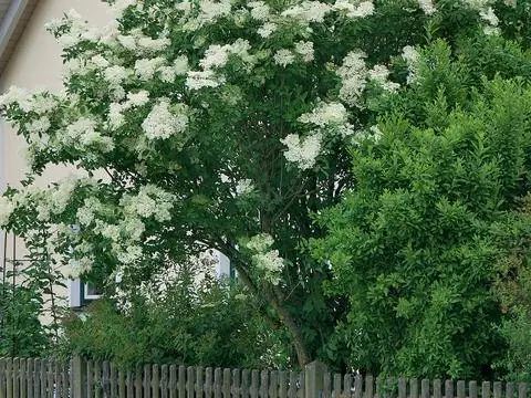куст бузины