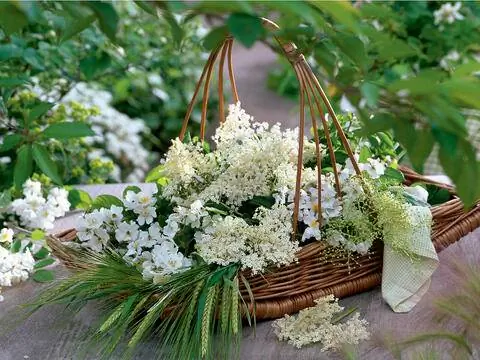 Корзина цветов бузины