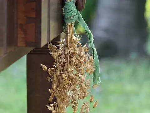 Овес