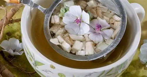 Зефирный чай: применение и влияние на кашель и хрипоту
