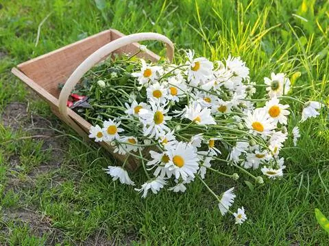 свежесрезанные ромашки свежесрезанные ромашки