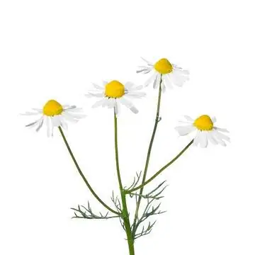 Немецкая ромашка (Matricaria chamomilla)