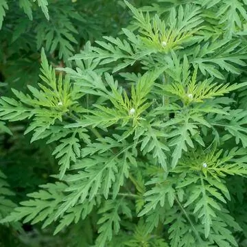 Амброзия полыннолистная (Ambrosia artemisiifolia)
