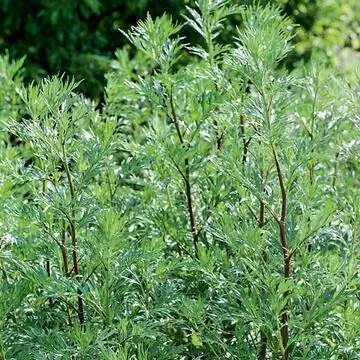 Полынь обыкновенная (Artemisia vulgaris)