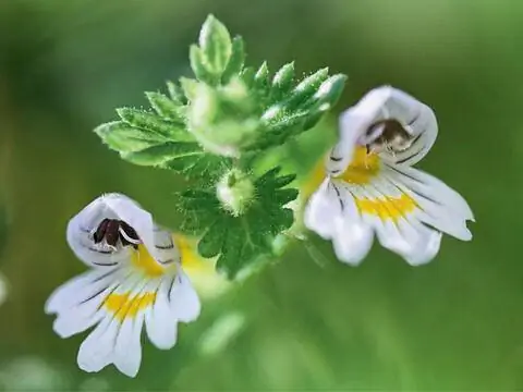 Лекарственное растение очанка лекарственная (Euphrasia officinalis) против опухших век