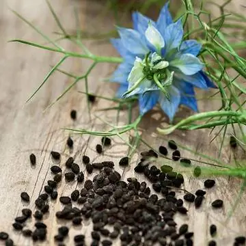 Девица в зелени (Nigella damascena)