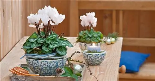 Украшение цикламеном: самые красивые идеи