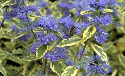 Бородавка Caryopteris × clandonensis 'Summer Sorbet' Бородавка Caryopteris × clandonensis 'Summer Sorbet'