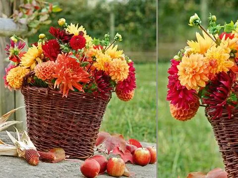 георгины в корзине георгины в корзине