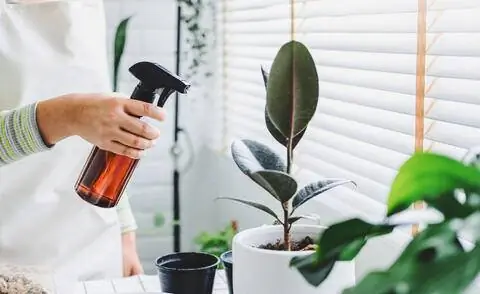 Опрыскайте листья каучукового дерева водой