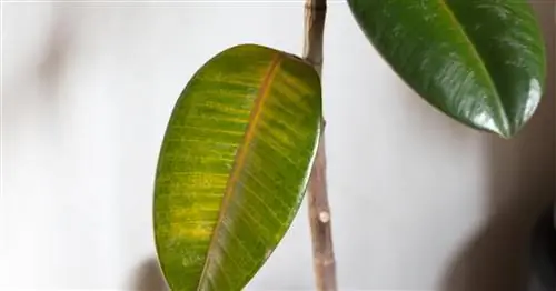 Каучуковое дерево теряет листья? Вот и все