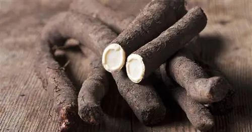 Приготовить сальсифи: вот как это работает