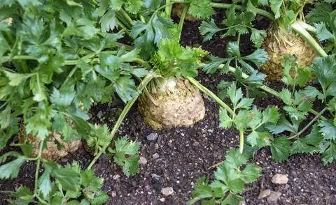 Сельдерей в земле