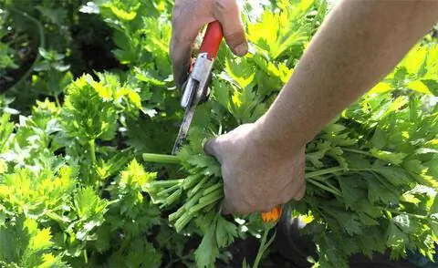 Уборка срезанного сельдерея (Apiumgraveolens L. var. secalinum).