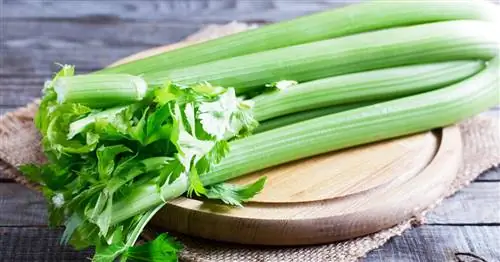 Можно ли есть сельдерей сырым?