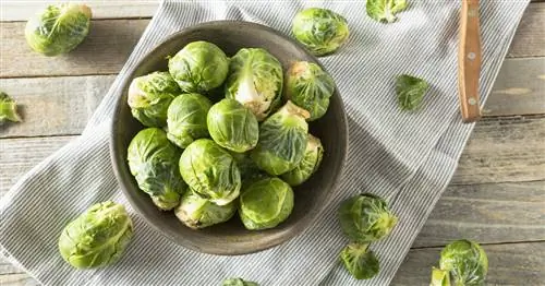 Можно ли есть брюссельскую капусту сырой?